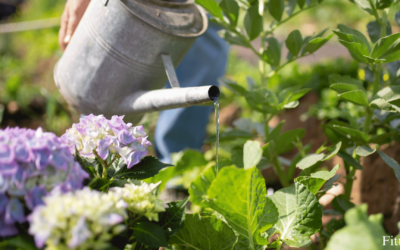 Meditatively Water your Plants: Fittbe GLO